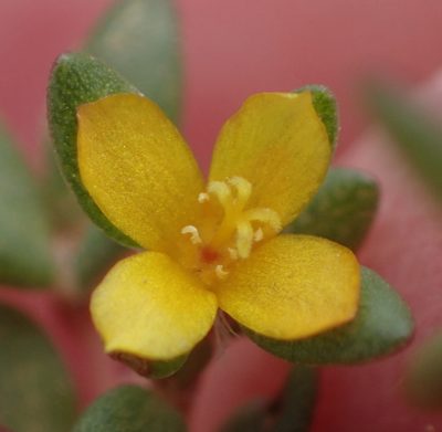 Portulaca quadrifida, photographed by Nicola van Berkel