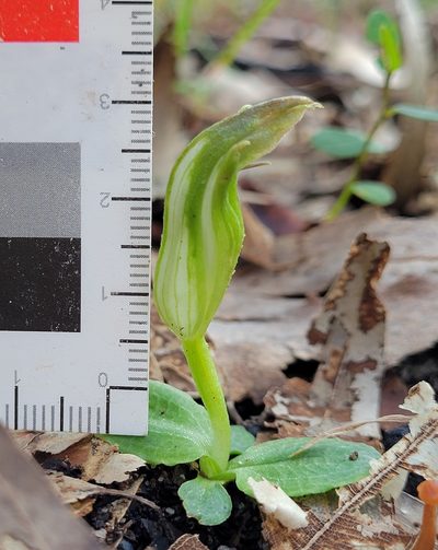 Pterostylis acuminata, photographed by Eamonn Culhane