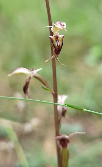Acianthus exsertus, photographed by Eamonn Culhane
