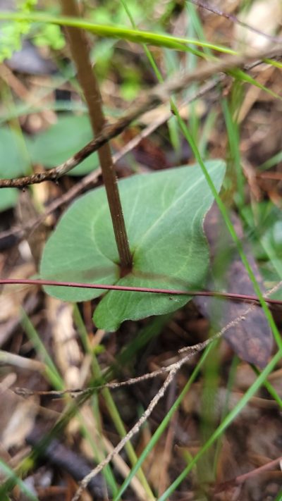 Acianthus exsertus, photographed by Eamonn Culhane