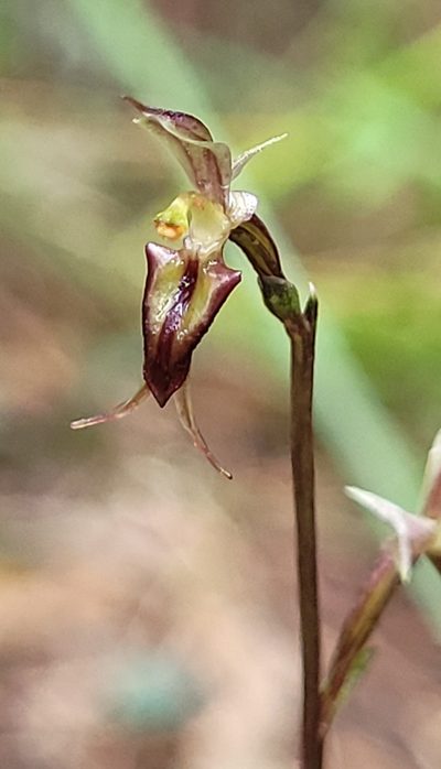 Acianthus exsertus, photographed by Eamonn Culhane