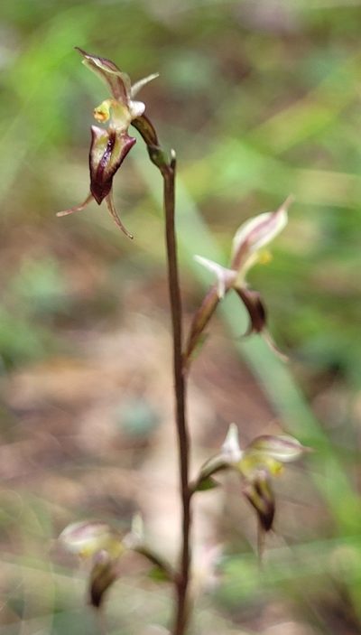 Acianthus exsertus, photographed by Eamonn Culhane