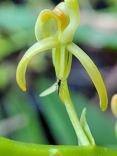 Liparis reflexa, photographed by Eamonn Culhane