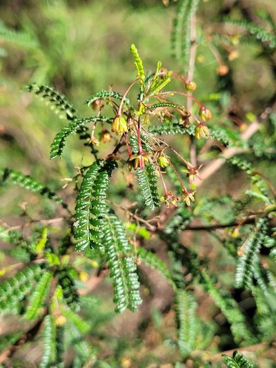 Dodonaea multijuga, photographed by Eamonn Culhane
