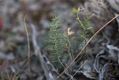 Asparagus horridus, photographed by Tim Johnson