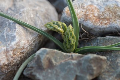 Dipcadi serotinum, photographed by Tim Johnson