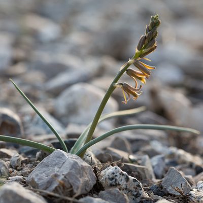 Dipcadi serotinum, photographed by Tim Johnson