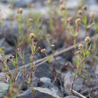 Plantago afra, photographed by Tim Johnson