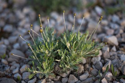 Phagnalon rupestre, photographed by Tim Johnson