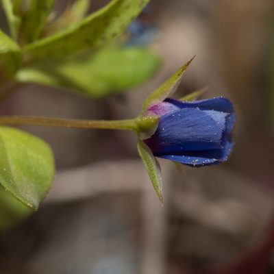 Lysimachia loeflingii, photographed by Tim Johnson