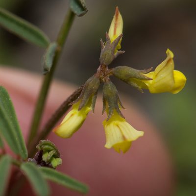 Hippocrepis ciliata, photographed by Tim Johnson