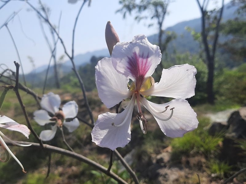 Bauhinia variegata, photographed by Abhinav Thakur