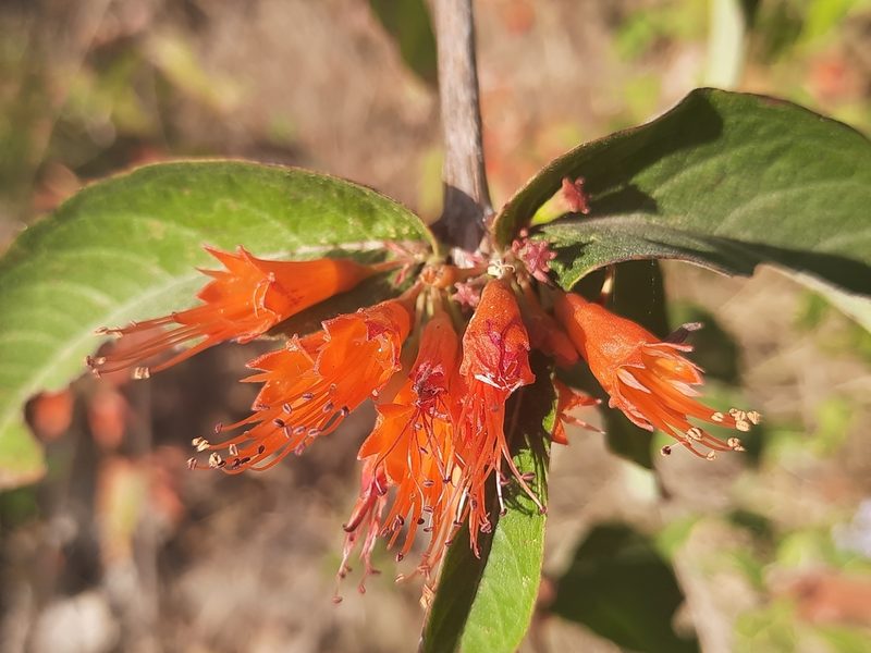 Woodfordia fruticosa, photographed by Abhinav Thakur