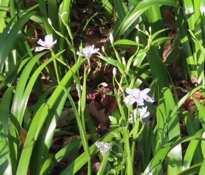 Iris japonica, photographed by mami_t_t