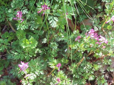 Corydalis incisa, photographed by mami_t_t
