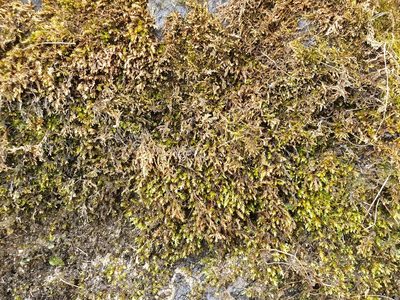 Rhynchostegium riparioides, photographed by Jonathan Hughes