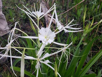 Hymenocallis liriosme, photographed by Jody Shugart