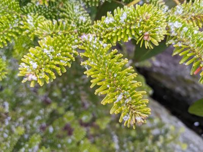 Abies fraseri, photographed by Zac Peterson