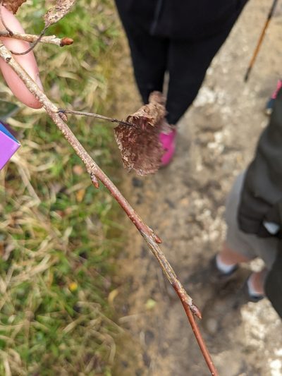 Prunus maackii, photographed by Zoe Coombes