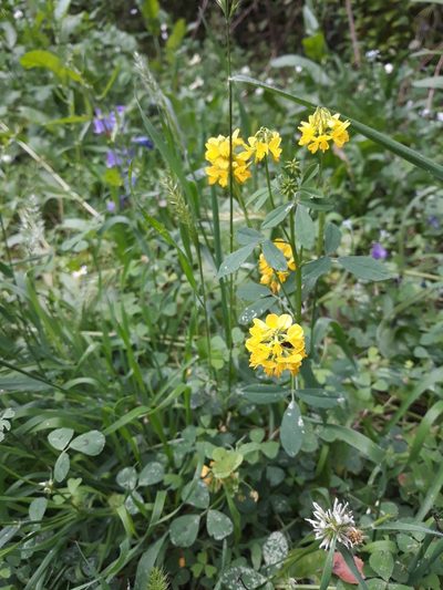 Trigonella esculenta, photographed by Valentina Caviglia