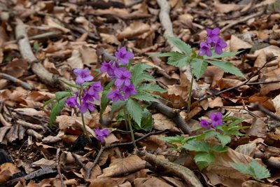 Cardamine glanduligera, photographed by kalopsia