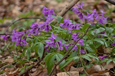 Cardamine glanduligera, photographed by kalopsia