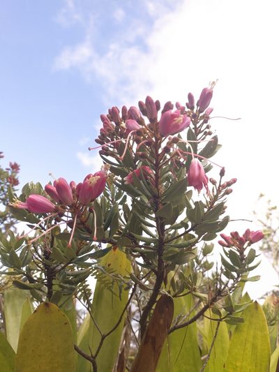 Bejaria mathewsii, photographed by Jorge I. Merchán Mayorga