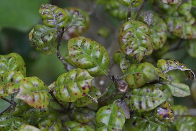 Lophomyrtus bullata, photographed by Christopher Stephens