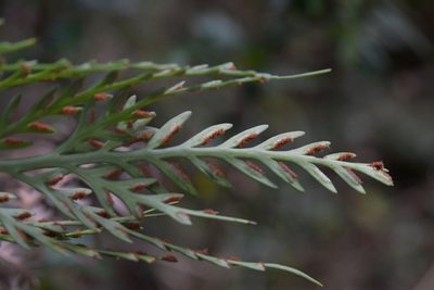 Asplenium flaccidum, photographed by Christopher Stephens