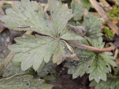 Potentilla intermedia, photographed by Marina Potapova