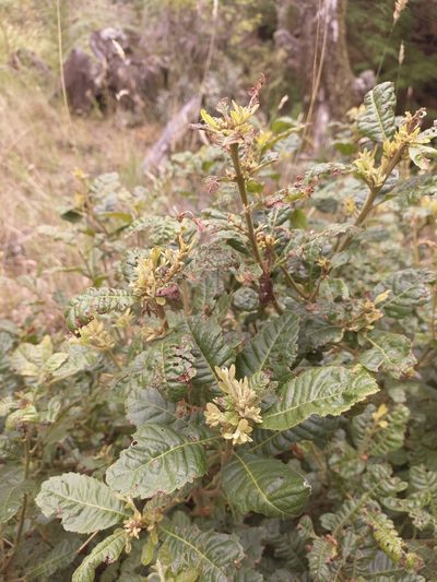 Myrica pubescens, photographed by Jorge I. Merchán Mayorga