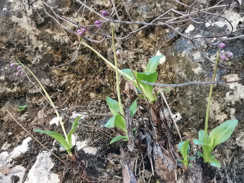 Primula carniolica, photographed by Ljaž