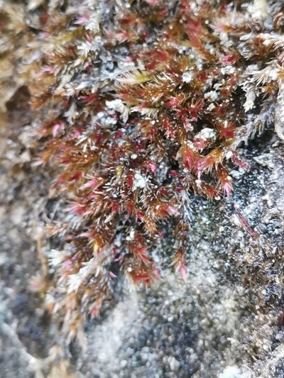 Orthothecium rufescens, photographed by Ljaž