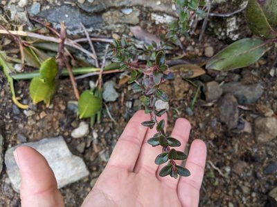 Kalmia buxifolia, photographed by Zac Peterson