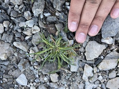 Sclerochloa dura, photographed by Brandon Corder