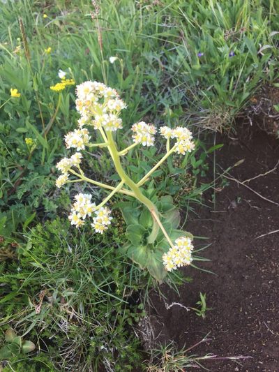 Micranthes hitchcockiana, photographed by Lee Cain
