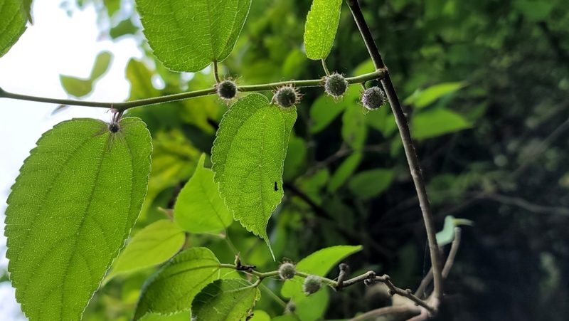 Broussonetia monoica, photographed by Sandy