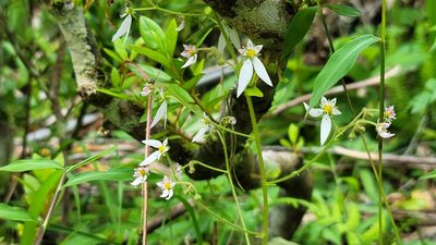 Saxifraga stolonifera, photographed by Sandy