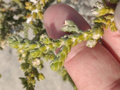 Thymelaea hirsuta, photographed by Ben Costamagna