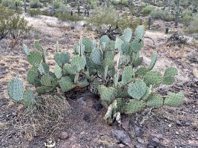 Opuntia engelmannii, photographed by CK2AZ