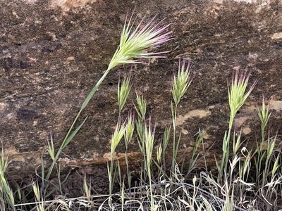 Bromus rubens, photographed by Robbie Hannawacker