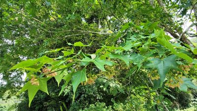 Acer serrulatum, photographed by Sandy