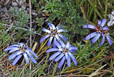 Perezia recurvata, photographed by Hugo Hulsberg