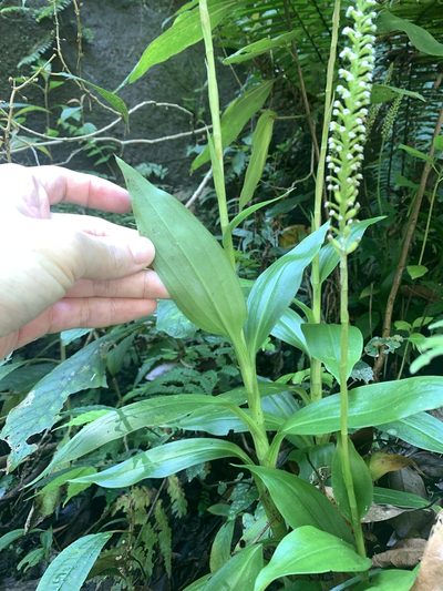 Goodyera procera, photographed by 呂一起(Lyu yi-chi)