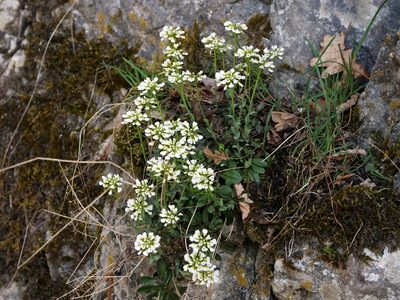 Noccaea montana, photographed by Wolfgang Jauch
