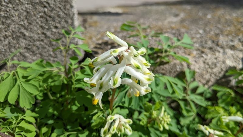 Pseudo-fumaria alba, photographed by Philipp