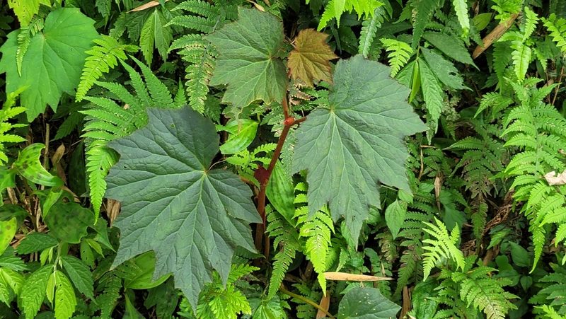 Begonia palmata, photographed by Sandy