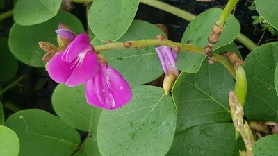 Canavalia rosea, photographed by Margaret Burger