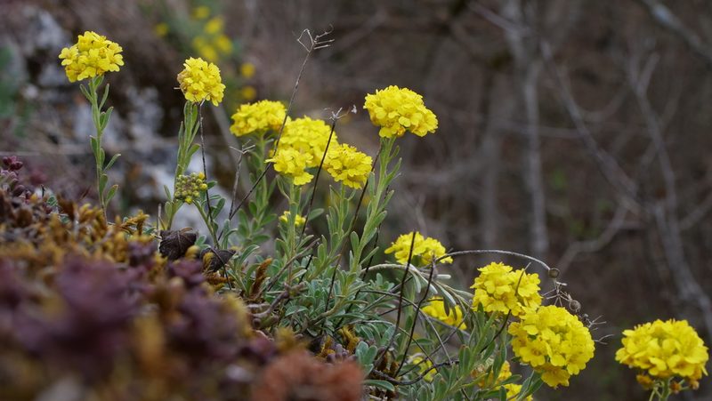 Alyssum montanum, photographed by Wolfgang Jauch