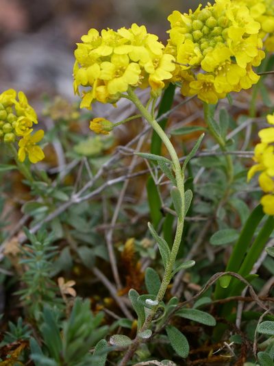 Alyssum montanum, photographed by Wolfgang Jauch
